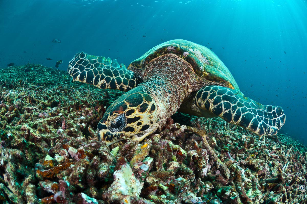Sipadan Sabah Malaysia Diving Hawksbill Turtle