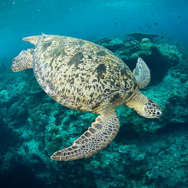 Witness Sipadan’s famous reef biodiversity Image