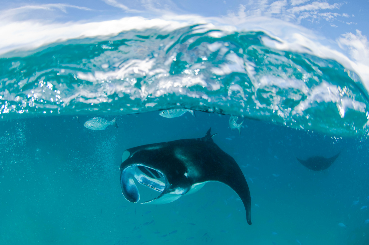 Baa Atoll Hanifaru Bay Maldives 4