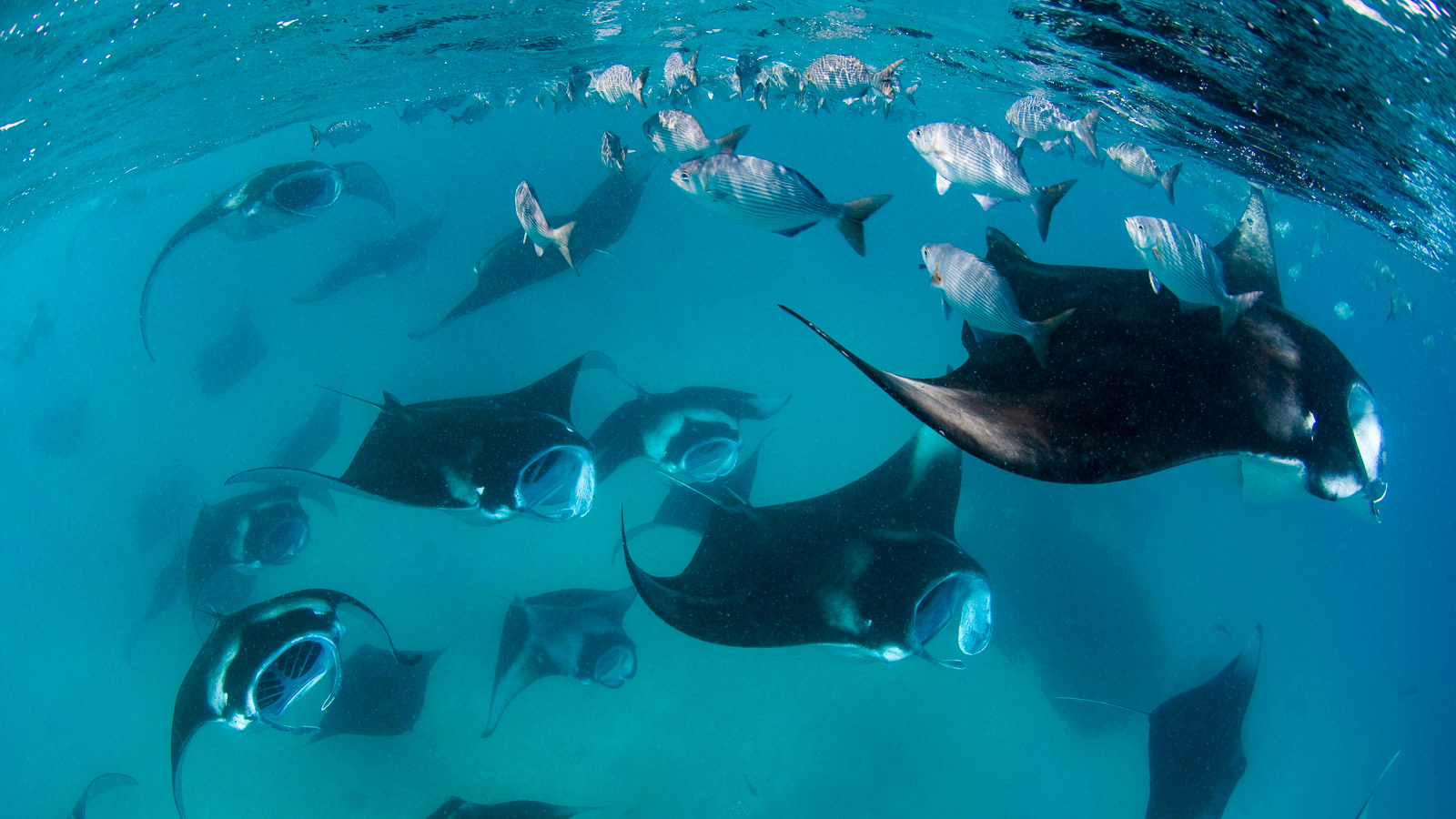 https://www.zubludiving.com/images/Maldives/Baa-Atoll/Baa-Atoll-Hanifaru-Bay-Maldives-Banner.jpg