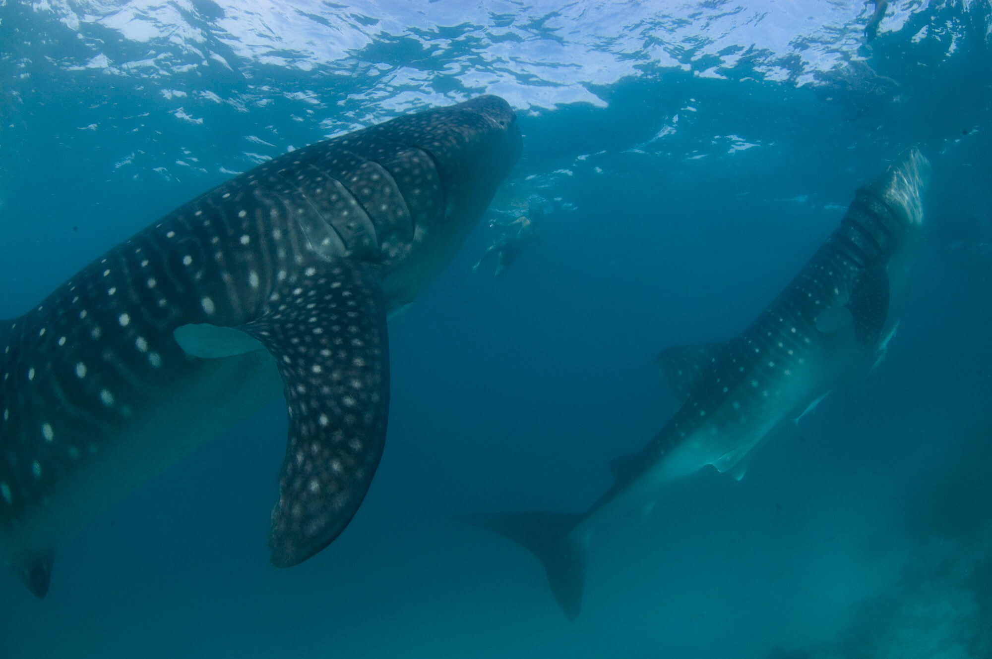 Multiple whale sharks are often present in Hanifaru Bay at the same time