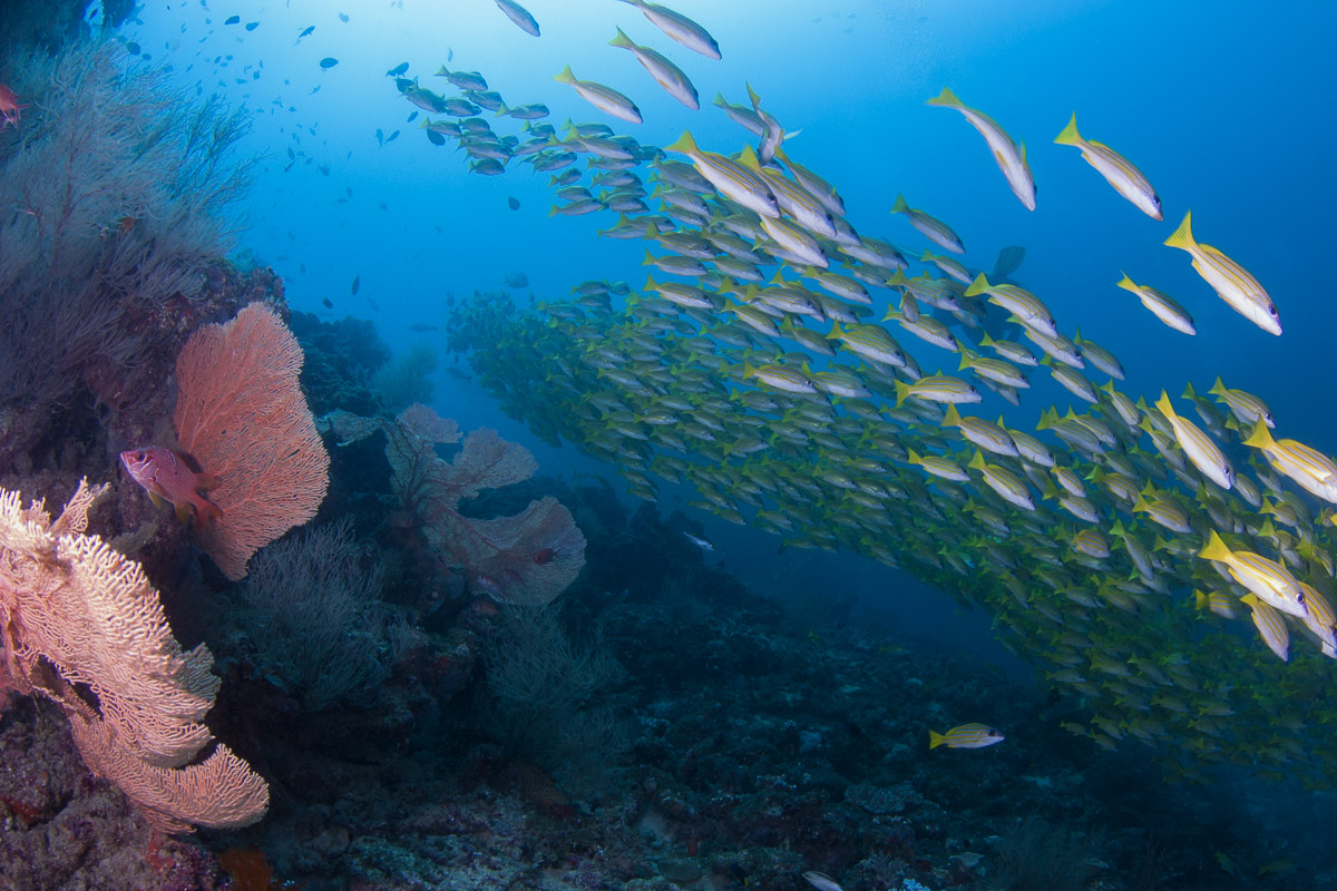 Dhaalu Faafu Atoll Scuba Diving Maldives 11