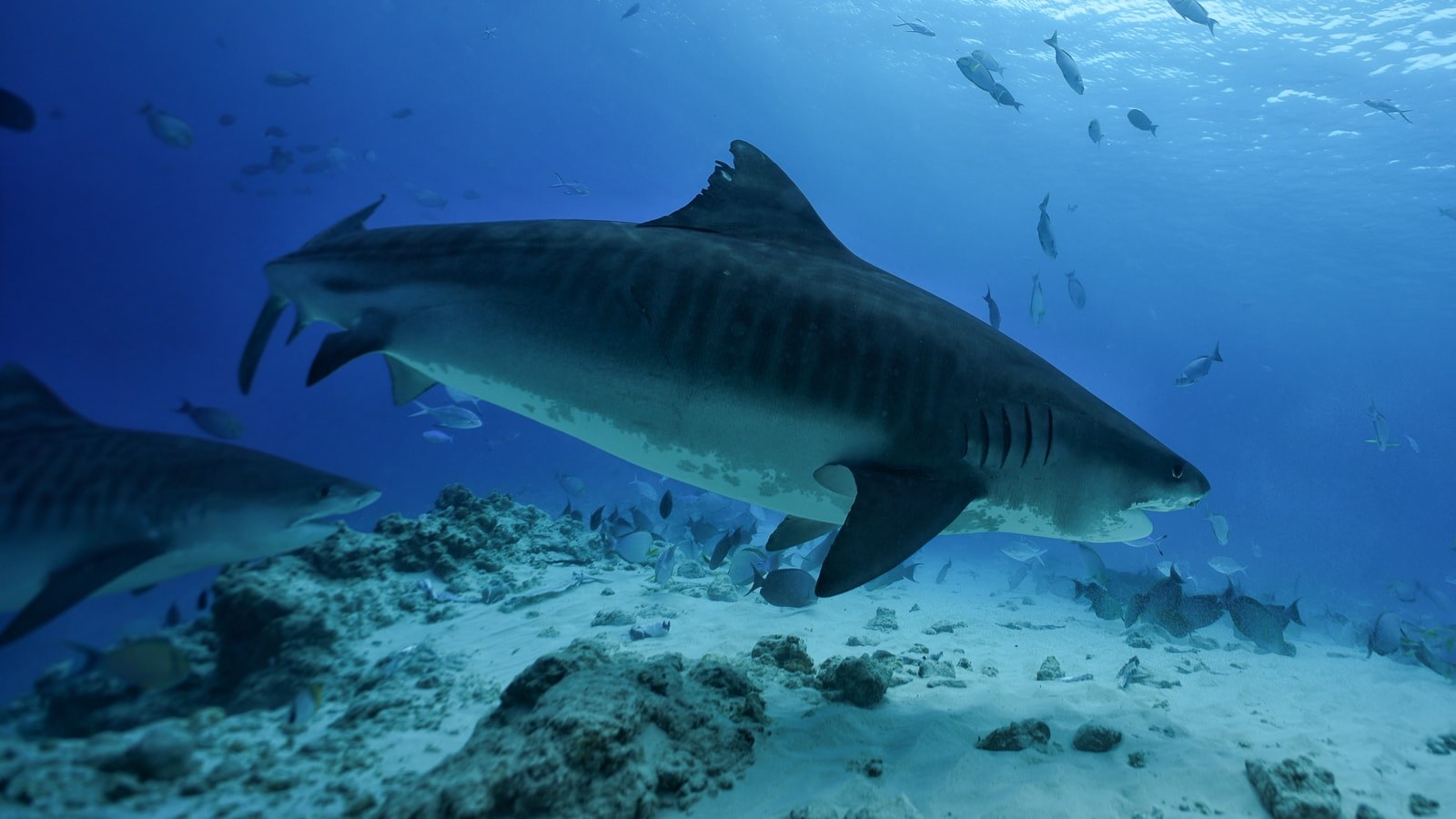 Fuvahmulah tiger sharks ID