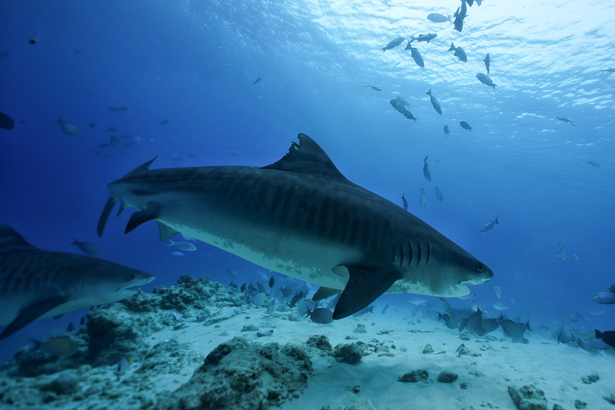 Fuvahmulah Atoll Tiger Shark