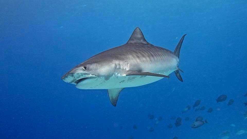 Tiger shark sightings are possible, but you'll need a bit of luck