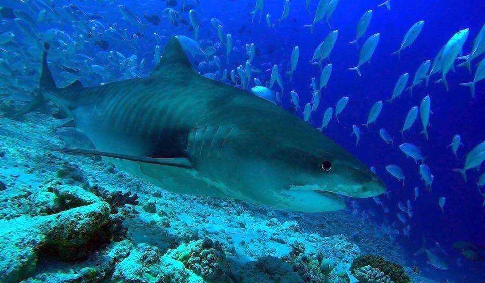Tiger shark sightings are guaranteed at Fuvahmulah
