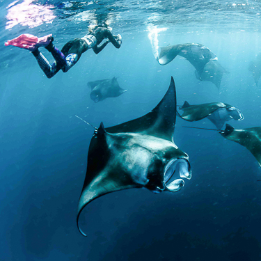 Maldives Hanifaru Manta Ray Thumbnail