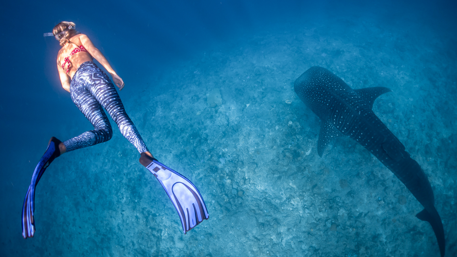 Best places to dive with sharks in the Maldives