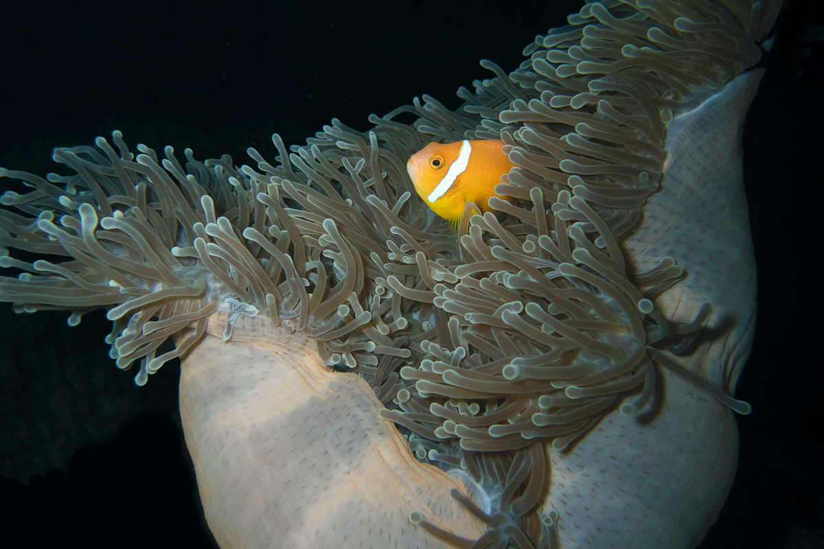 Huvadhoo Atoll Scuba Diving Maldives 20