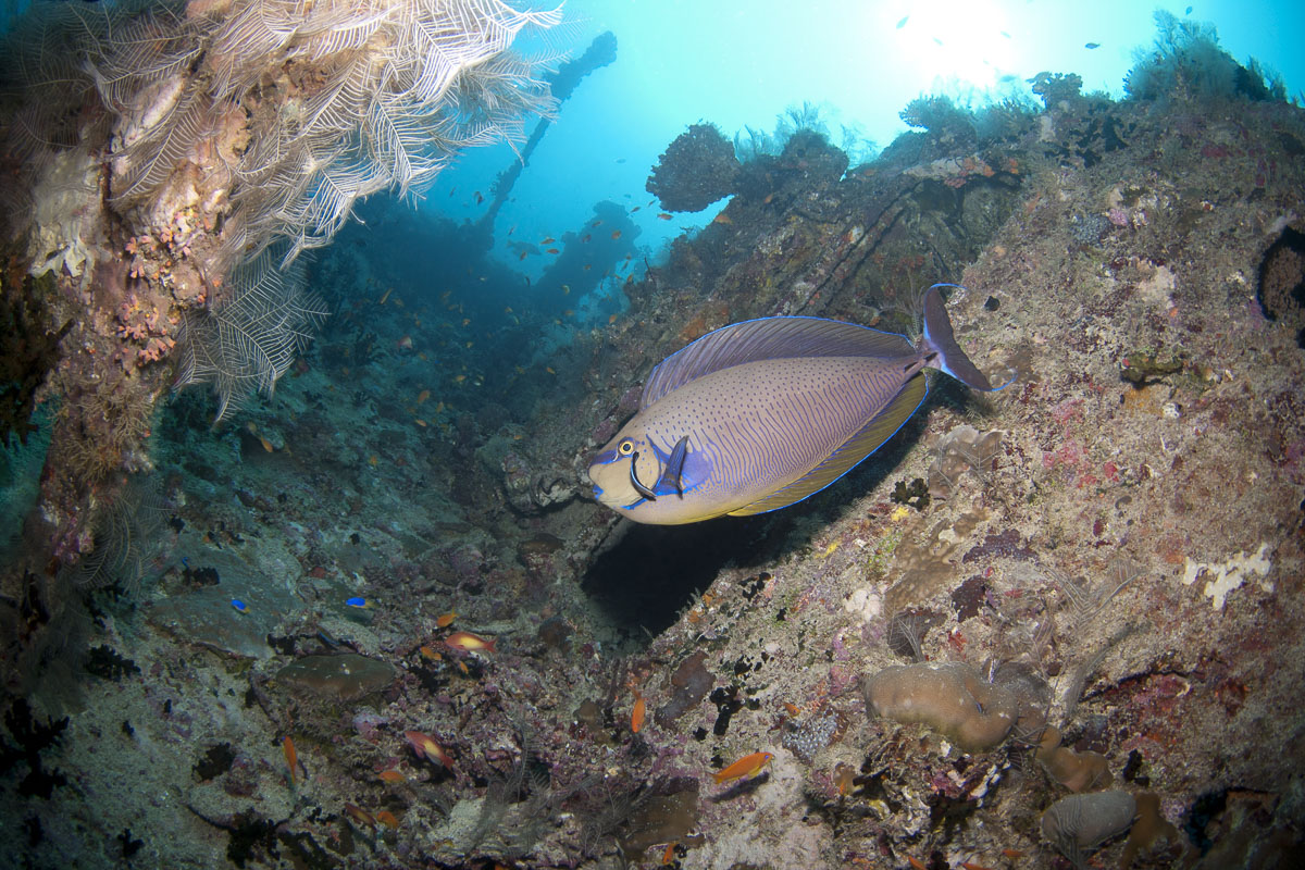 The Best Diving Spots in the Maldives - Lhaviyani Atoll