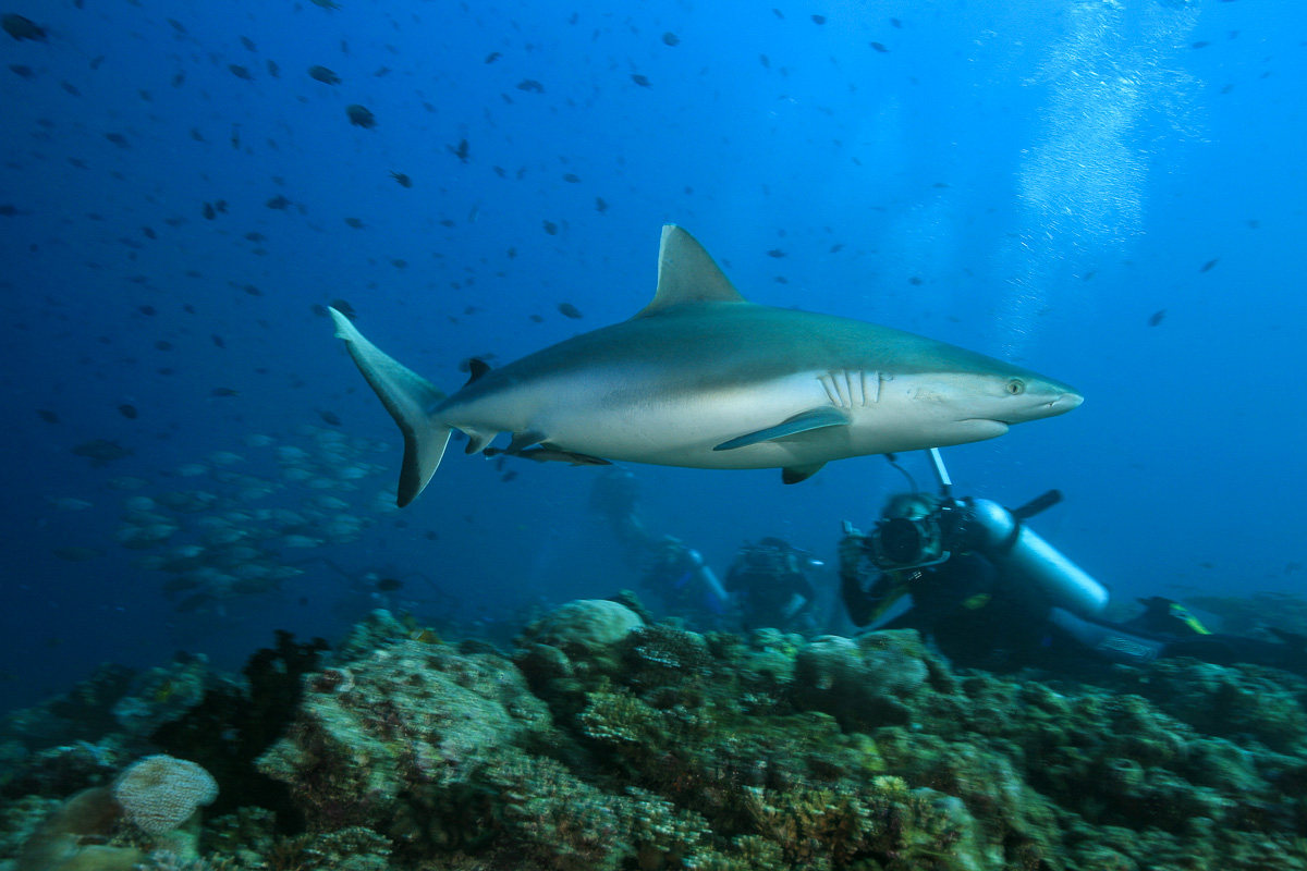 North Ari Maldives Scuba Diving 2