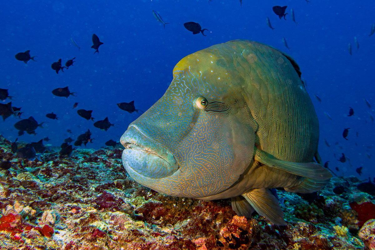 North Ari Maldives Scuba Diving 3