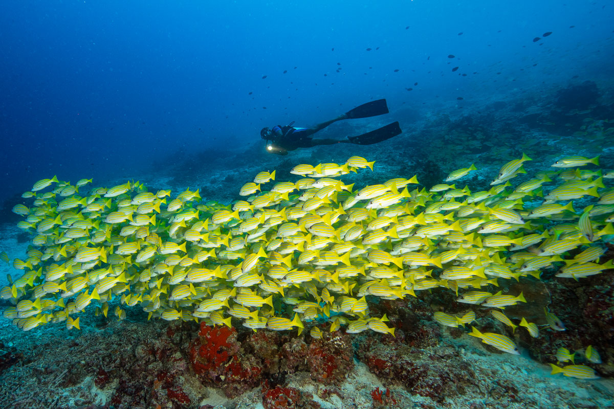 North Ari Maldives Scuba Diving 4