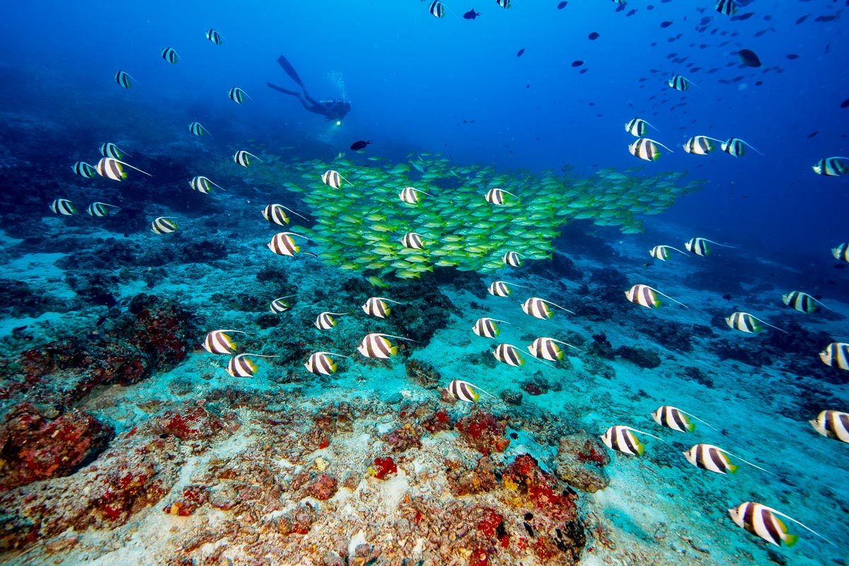 North Ari Maldives Scuba Diving 5