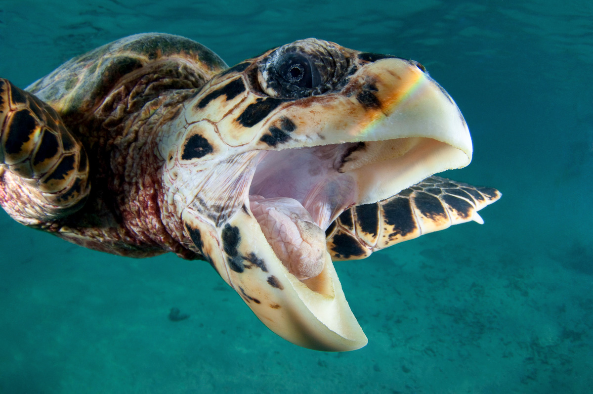 North Male Maldives Scuba Diving 3