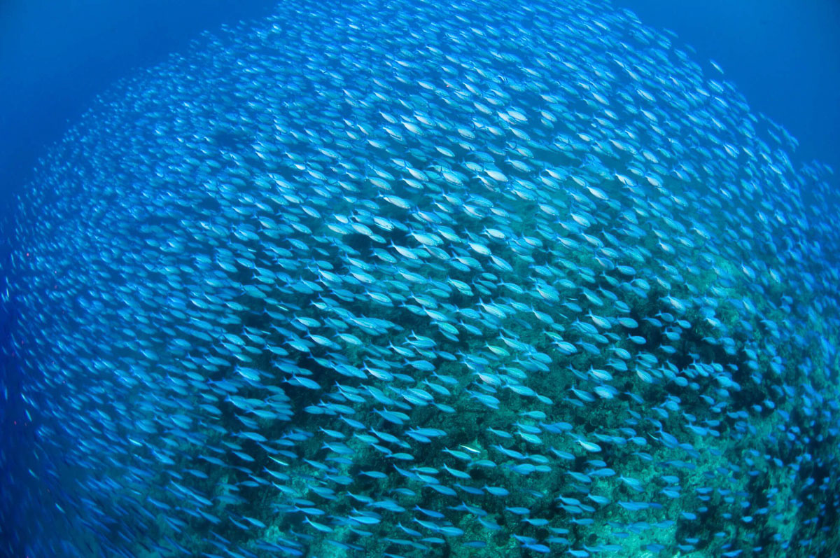 North Male Maldives Scuba Diving 8