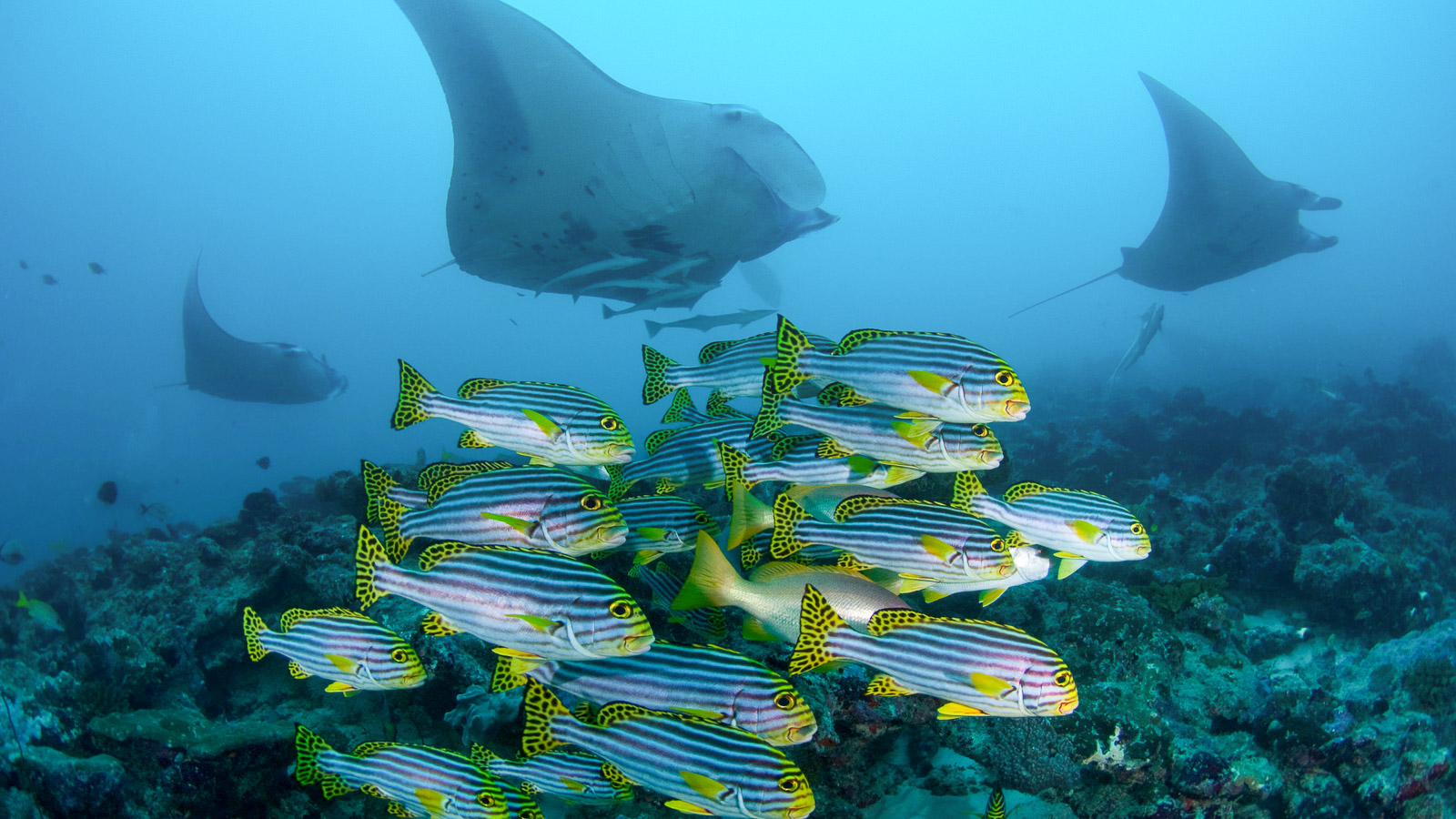 https://www.zubludiving.com/images/Maldives/North-Male-Atoll/North-Male-Maldives-Scuba-Diving-banner.jpg