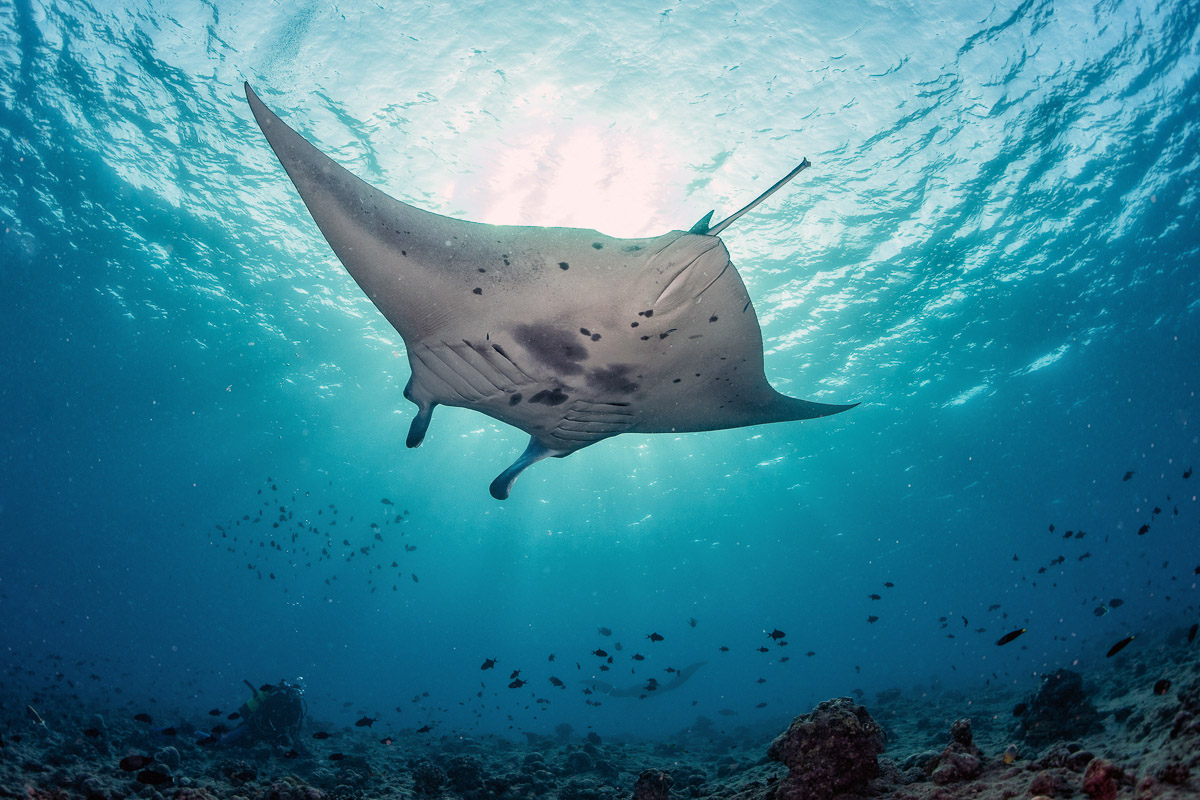 Raa Atoll Scuba Diving Maldives 6
