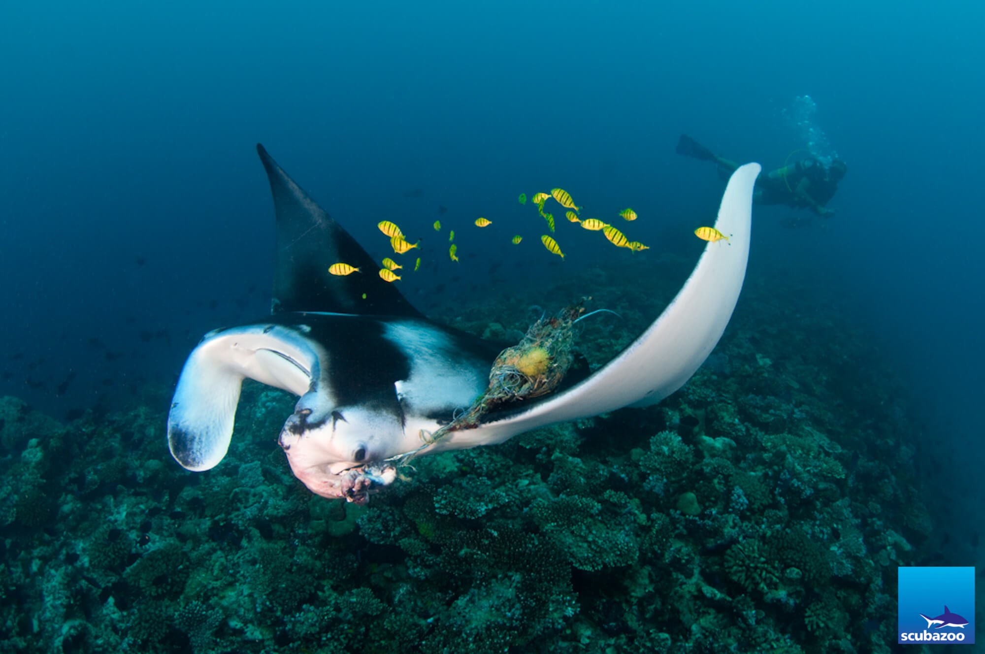 Maldives Rasdhoo Manta Ray Rescue 1