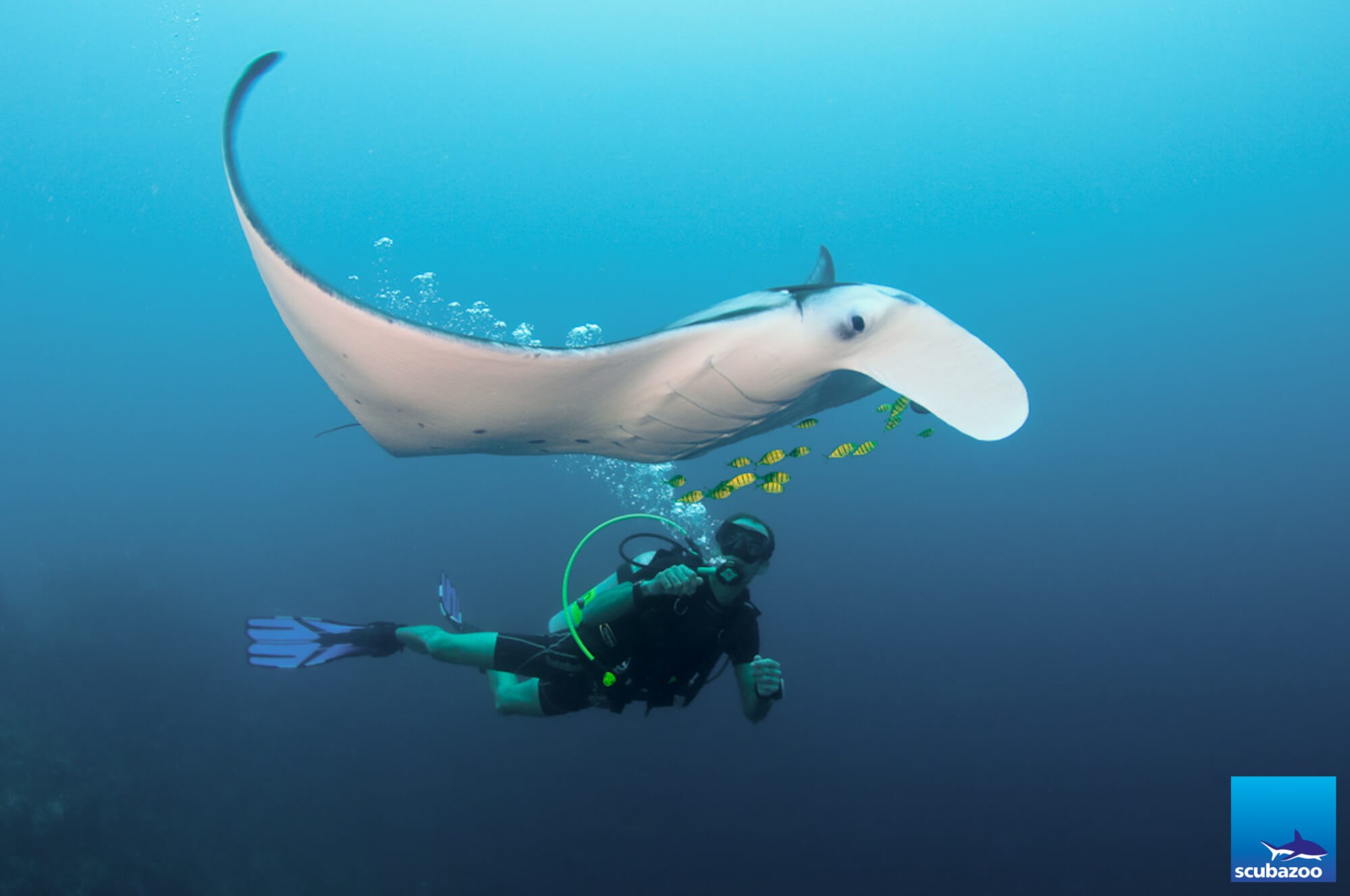 Maldives Rasdhoo Manta Ray Rescue 2