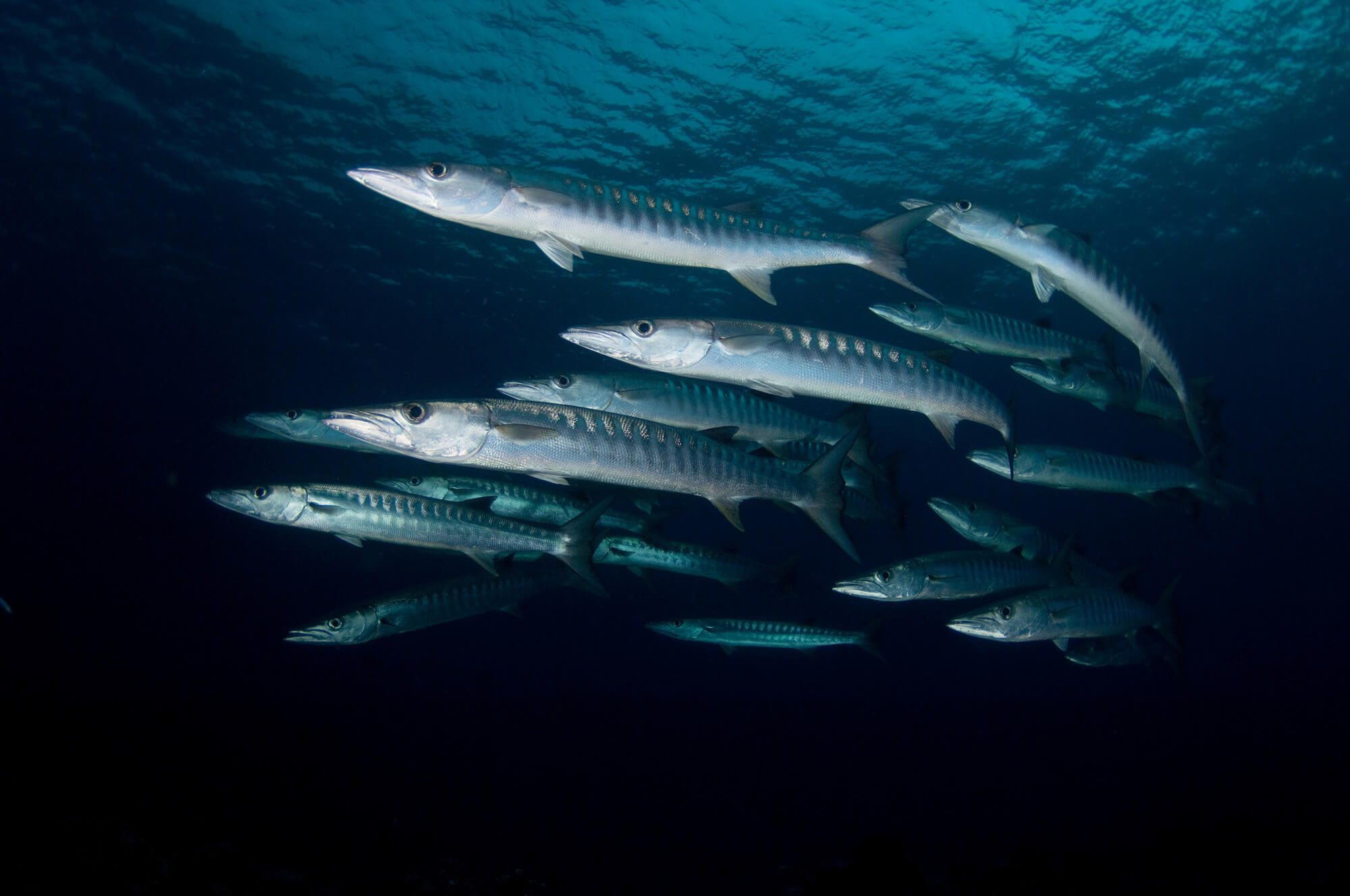 Maldives Rasdhoo Barracuda