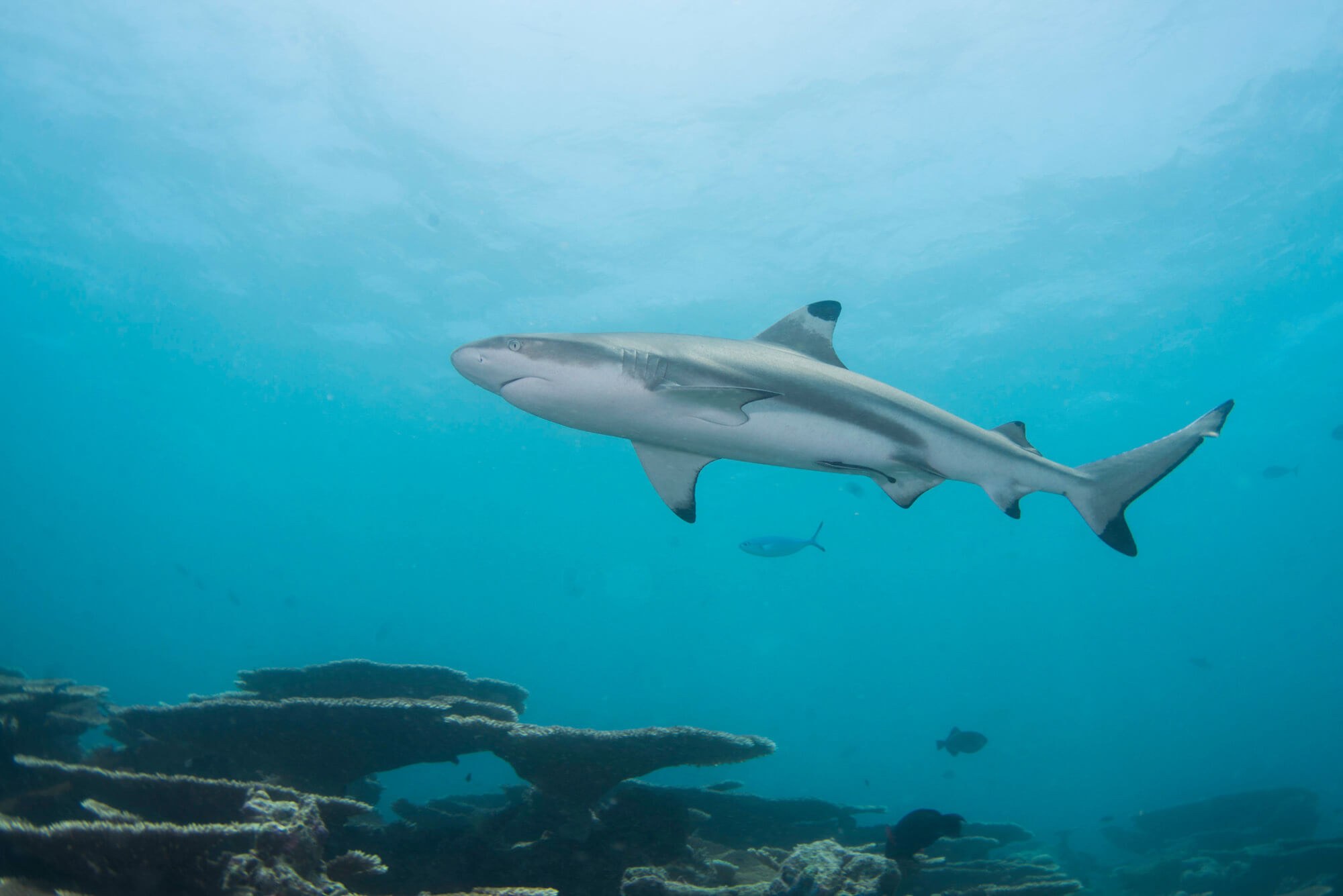 Maldives Rasdhoo Blacktip Shark