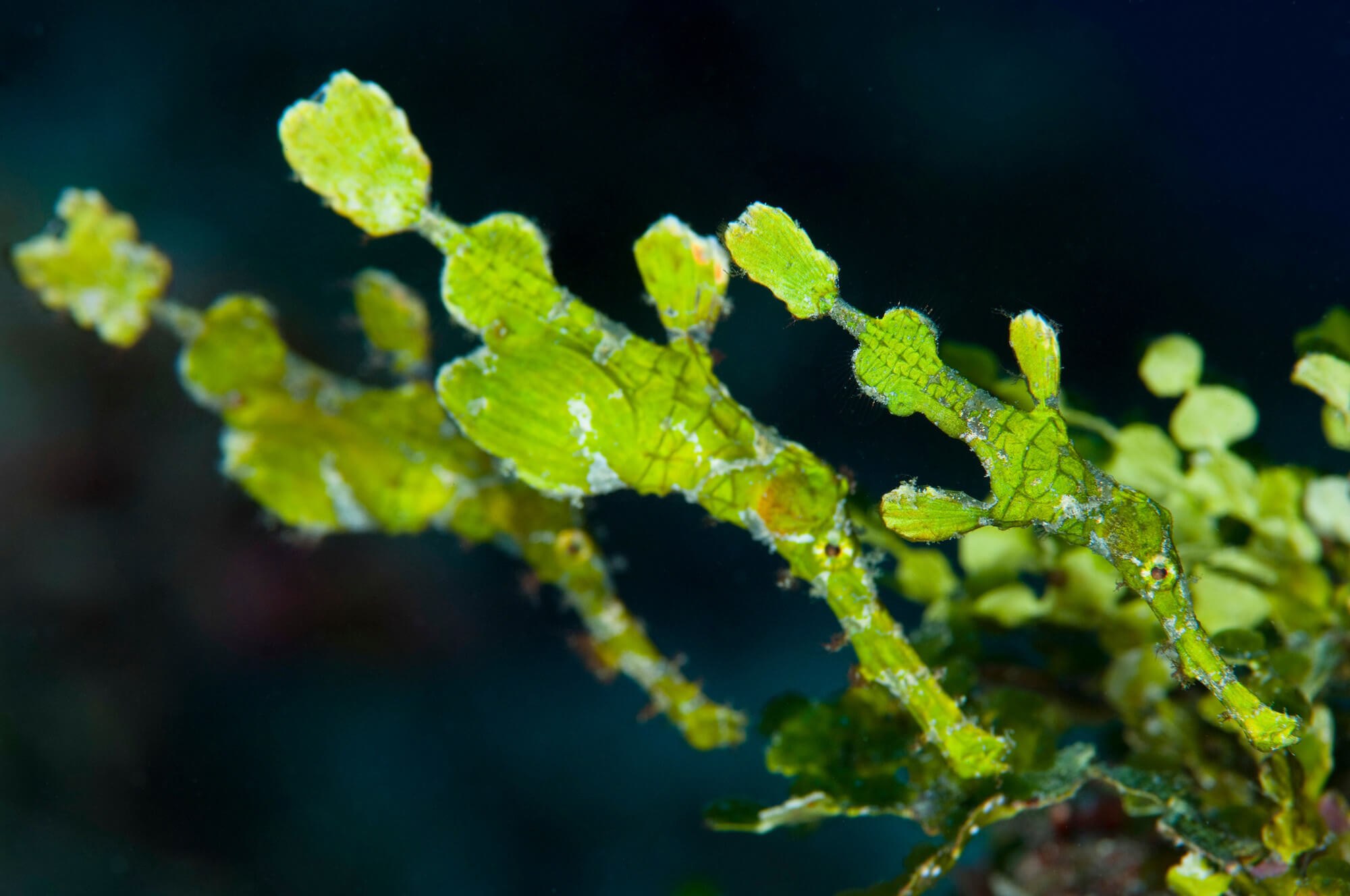 Maldives Rasdhoo Ghostpipefish