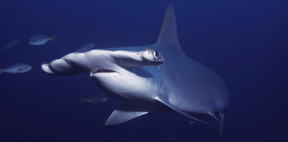 Maldives Rasdhoo Hammerhead