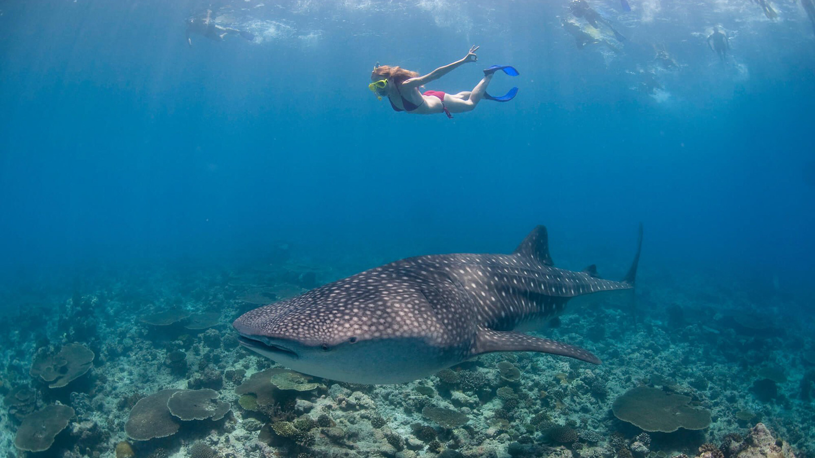 https://www.zubludiving.com/images/Maldives/South-Ari-Atoll/South-Ari-Scuba-Diving-Whale-Shark.jpg