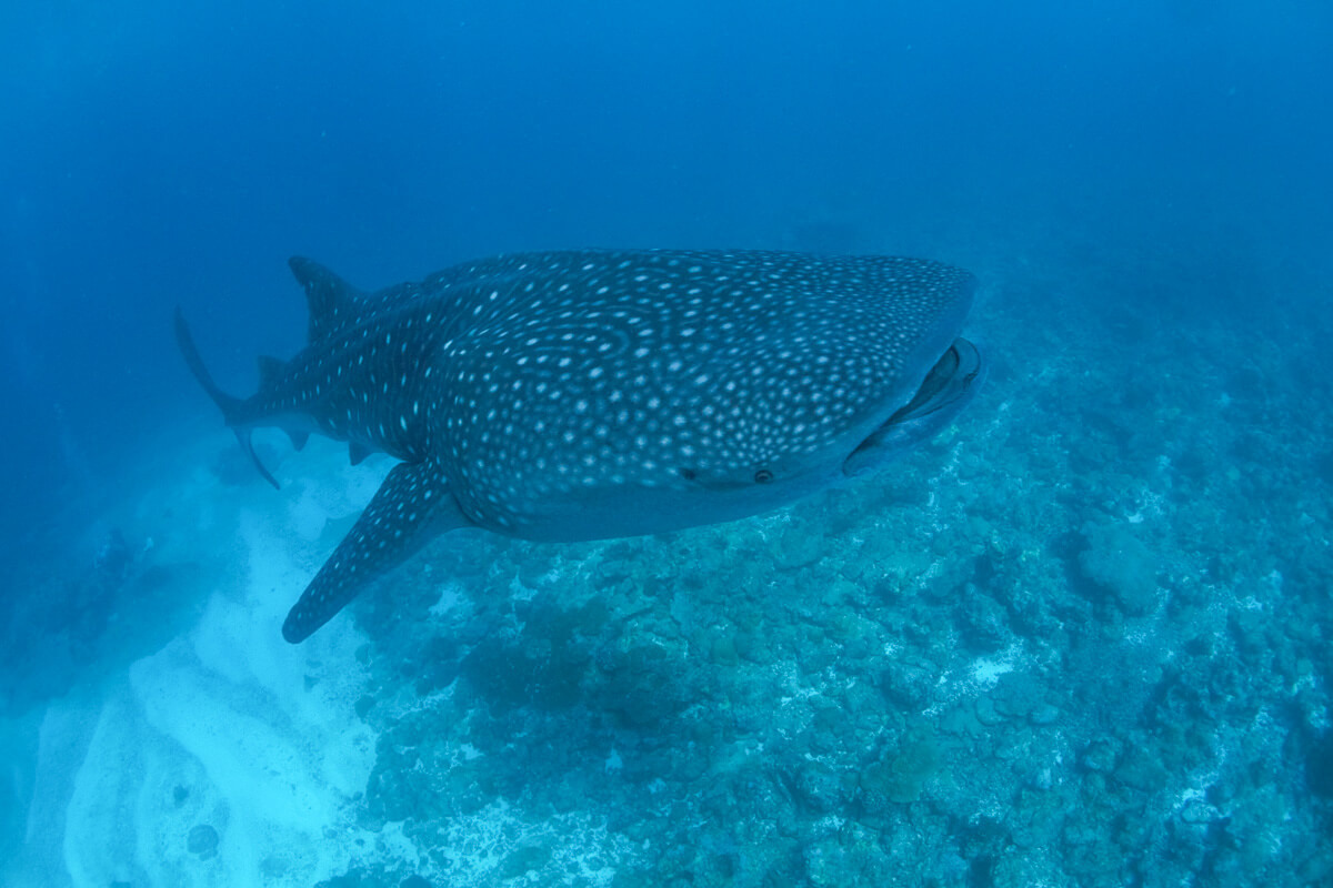 White Sand Dhigurah 01