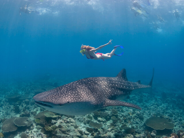 South Ari is renowned for year-round whale shark encounters