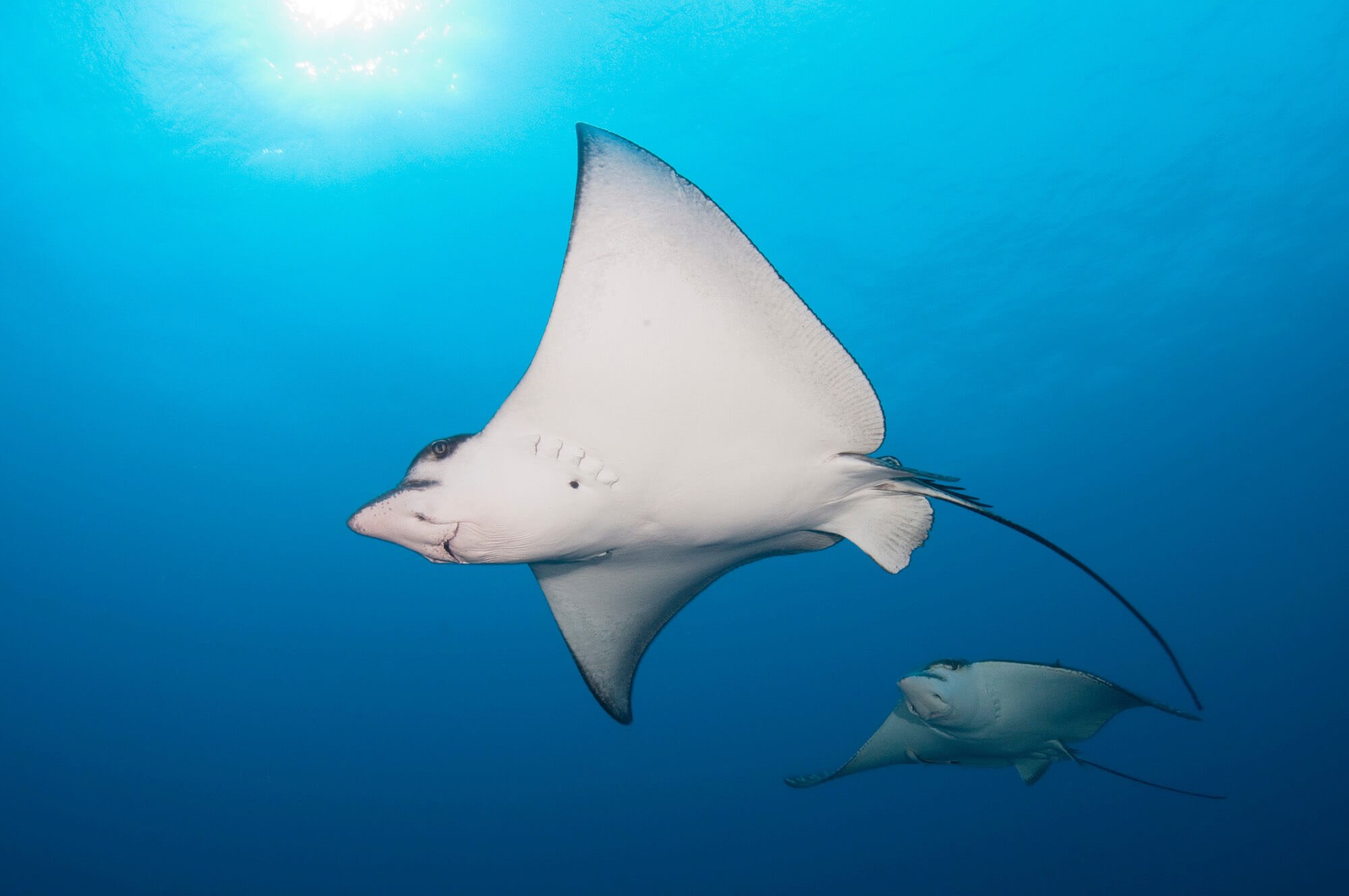 Maldives South Male Eagle Rays