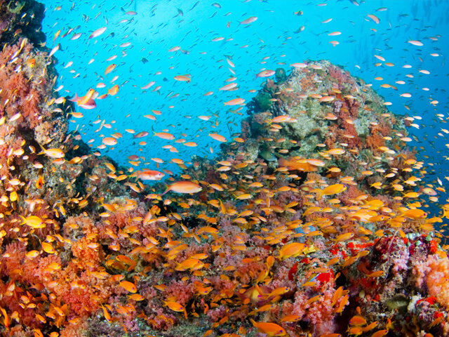 South Male Atoll Thumbnail