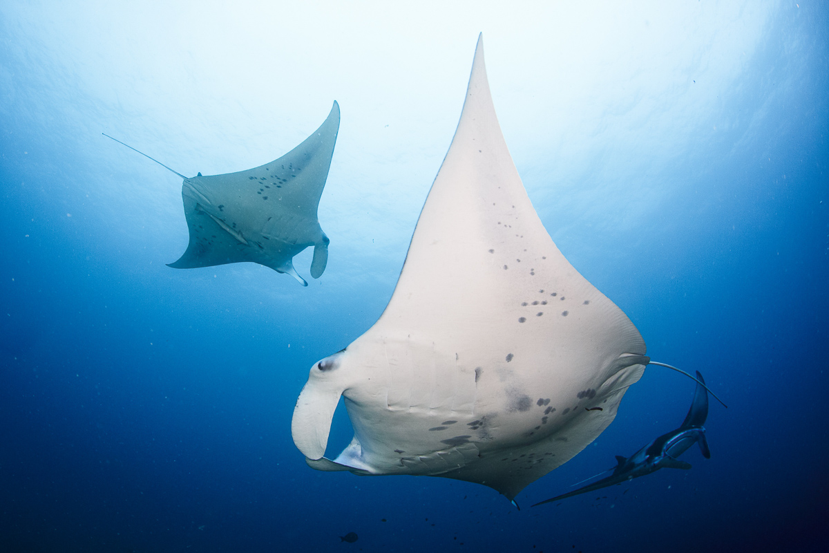 Laamu Atoll Maldives Scuba Diving 2
