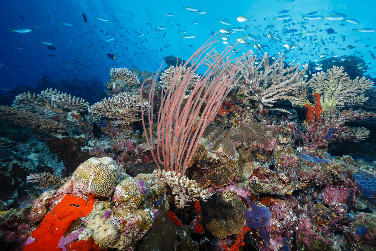 Laamu Atoll Maldives Scuba Diving 3