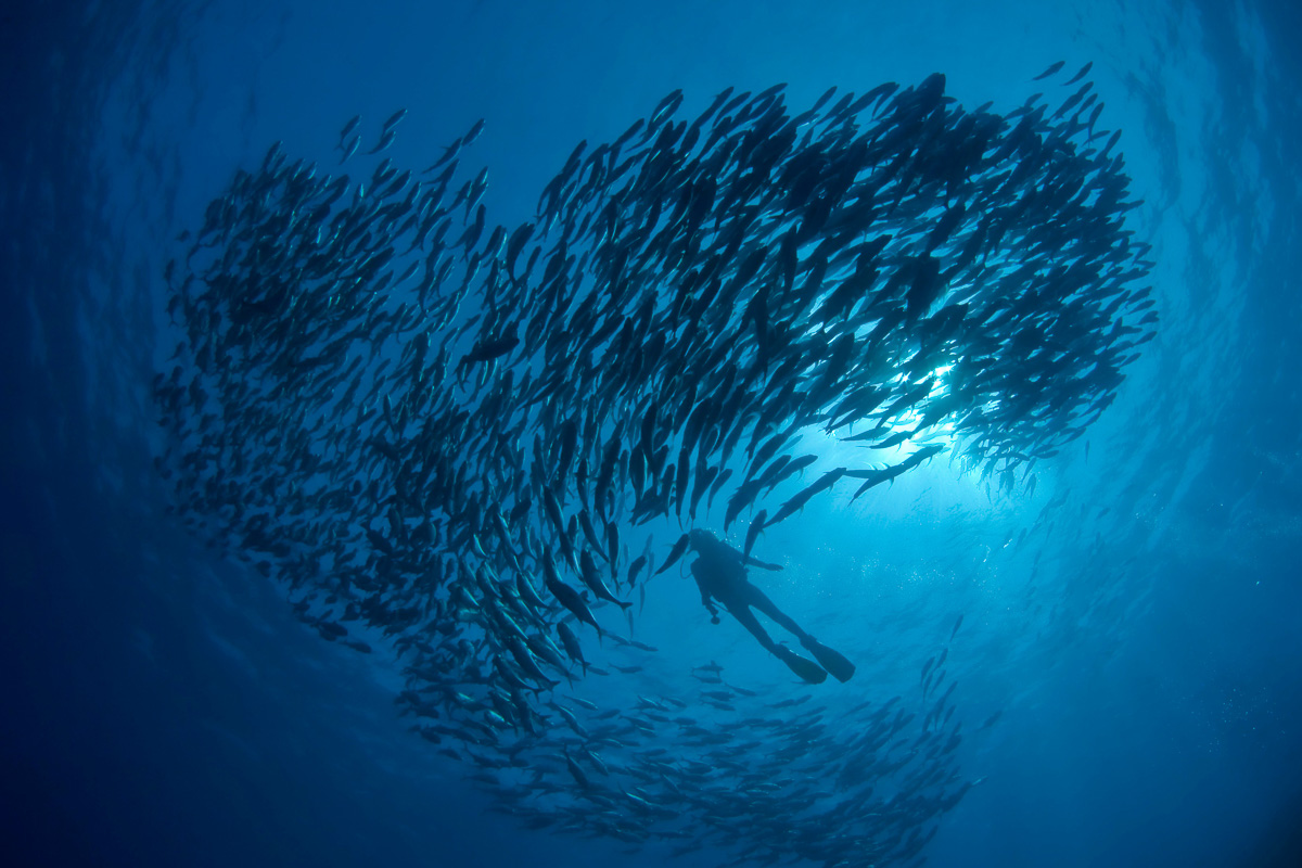 The Maldives' current-swept channels attract large numbers of fish