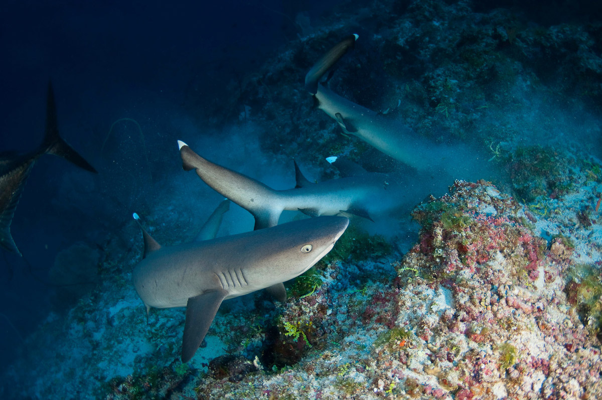 Whitetip reef sharks hunt among Vaavu's channels