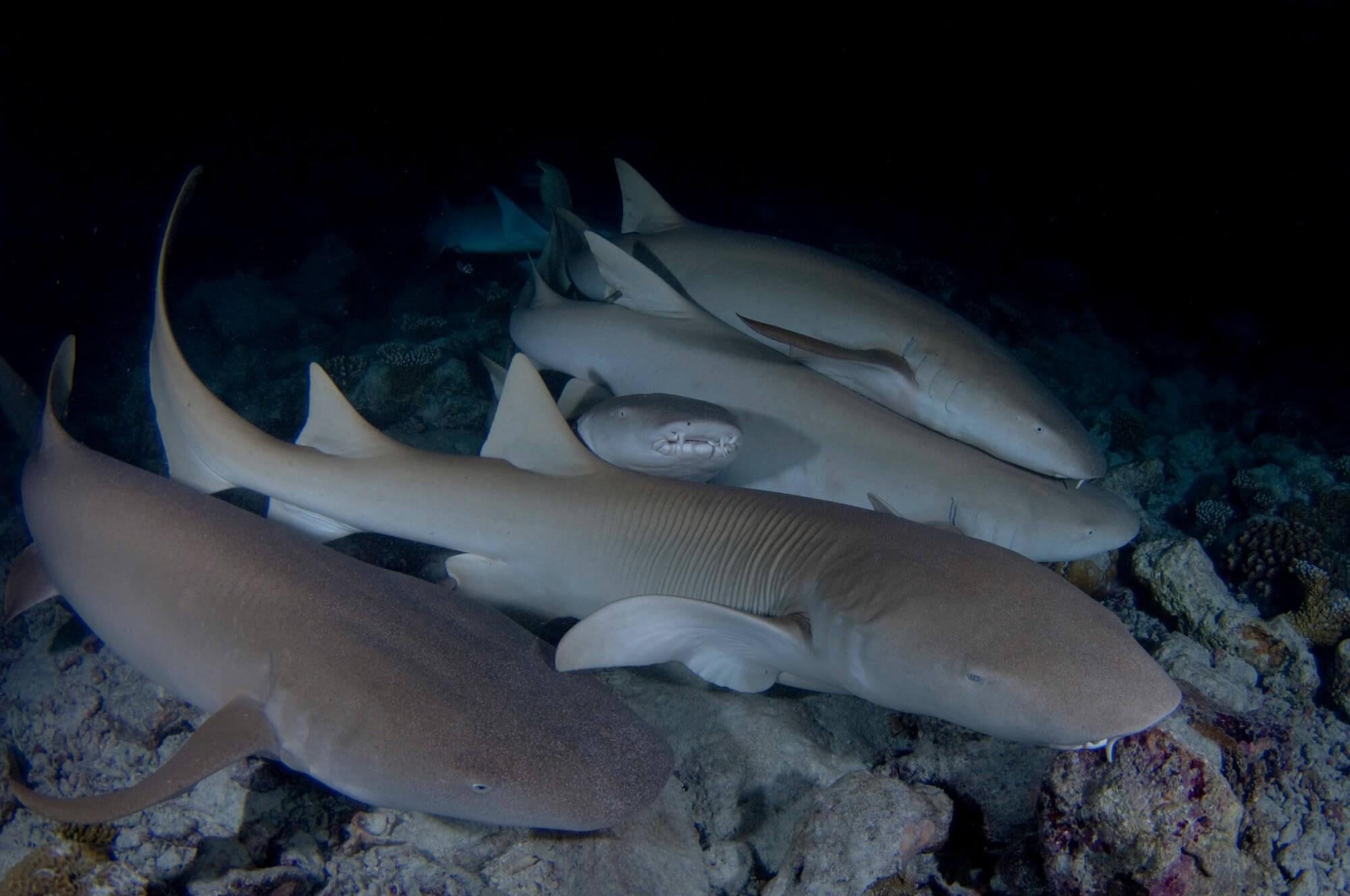 Maldives Vaavu Nursesharks Nightdive