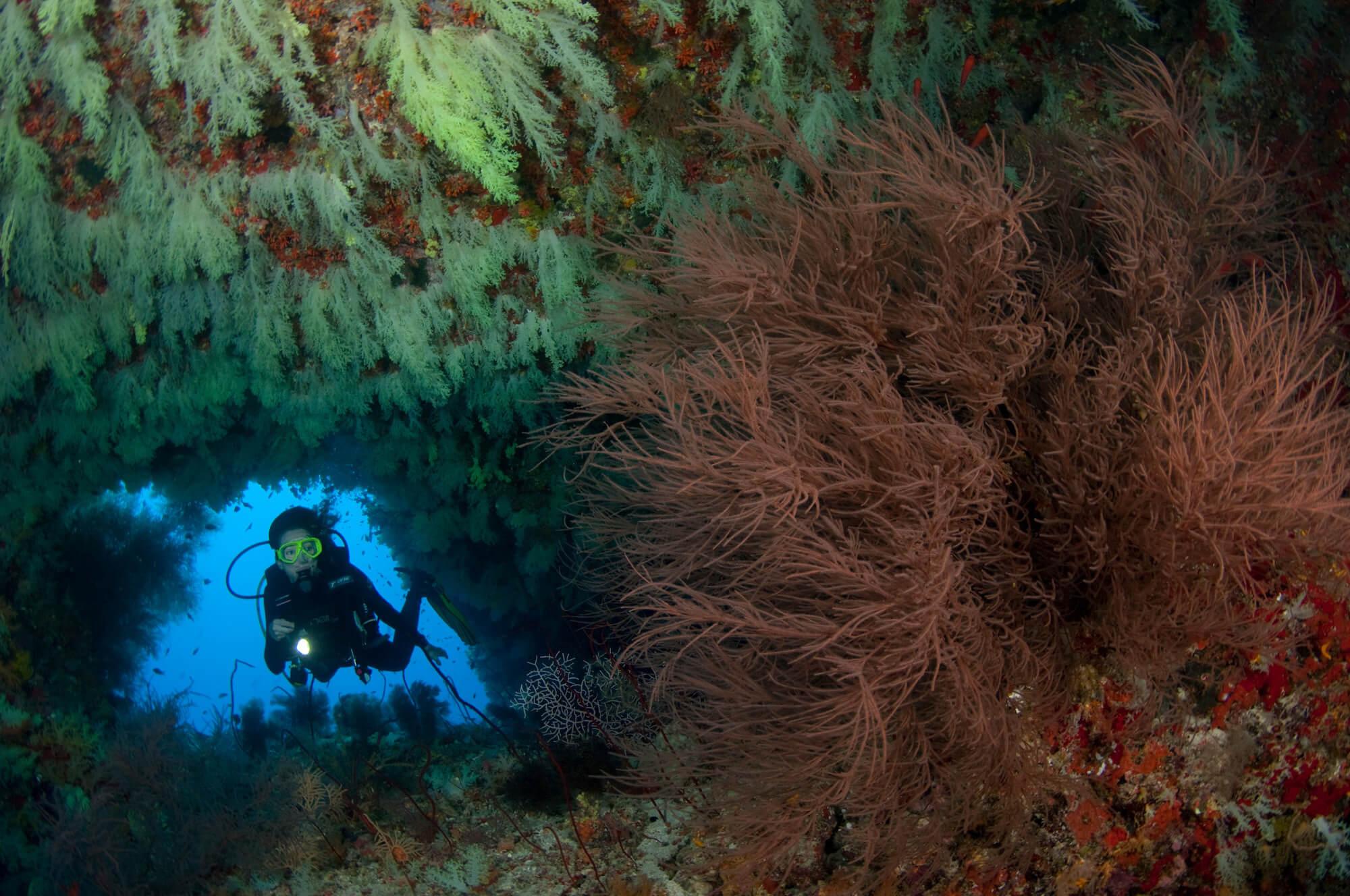 Maldives Vaavu Soft Coral Cave