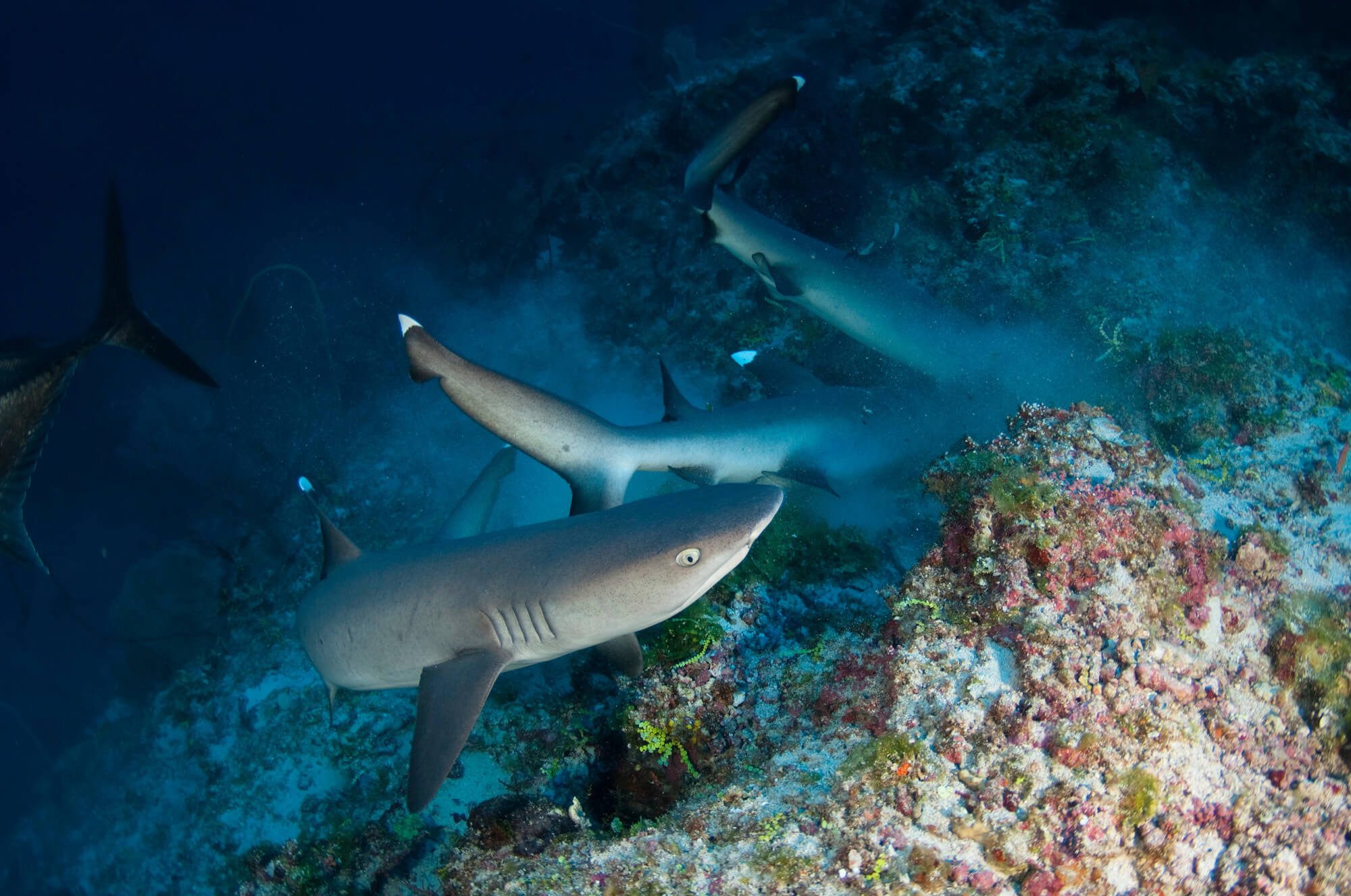 Maldives Vaavu Whitetip Sharks Hunting