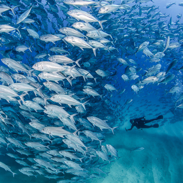 Conservation success in Cabo Pulmo Image