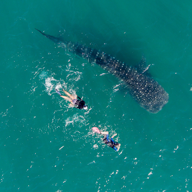 Swim with whale sharks in La Paz Image