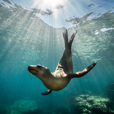Baja California Diving Mexico Seal