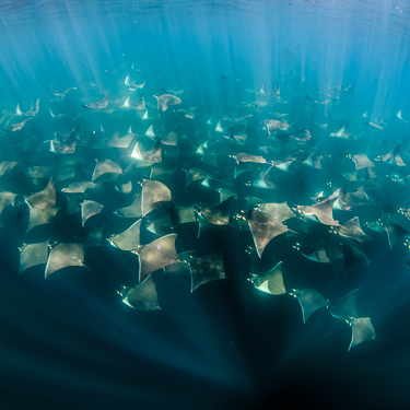 Baja California Diving Sea Cortez Mobula