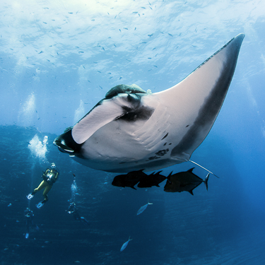 Baja California Diving Socorro Manta
