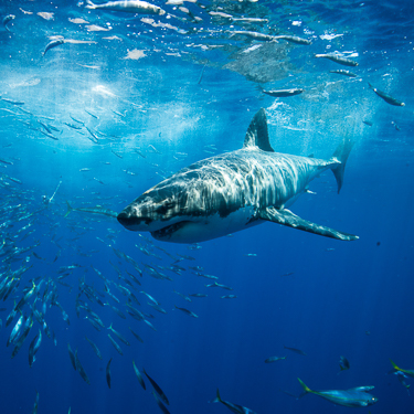 Meet Guadalupe's white sharks Image