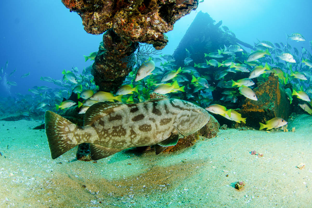 Cabo Pulmo Diving Mexico 7