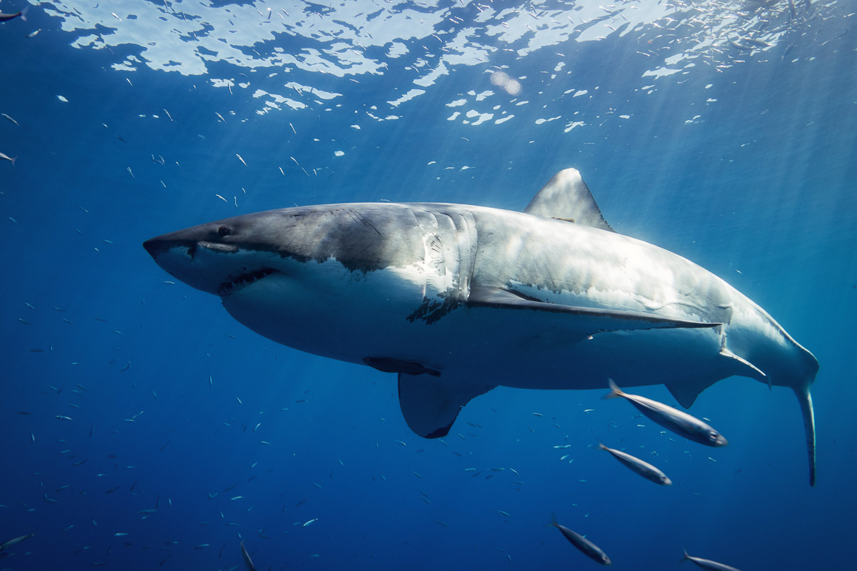 Guadalupe Island Mexico Diving Shark 3