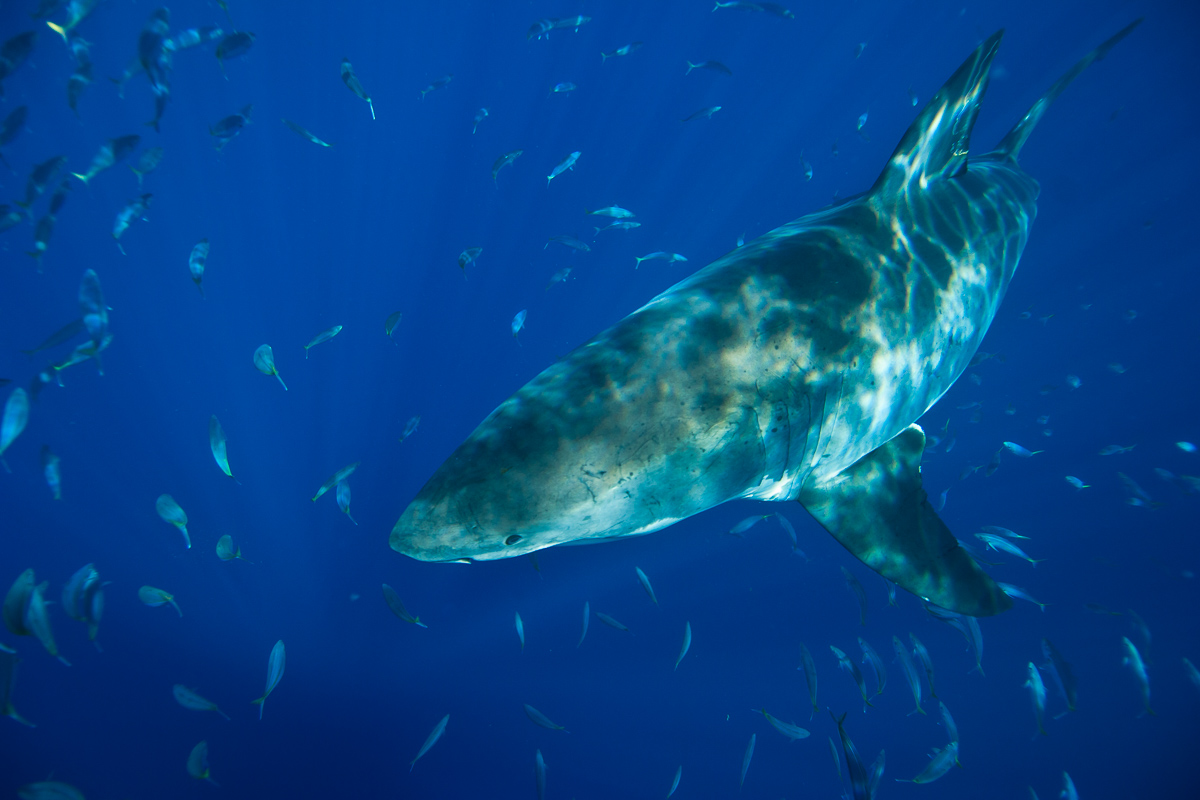 Guadalupe Island Mexico Diving Shark 6