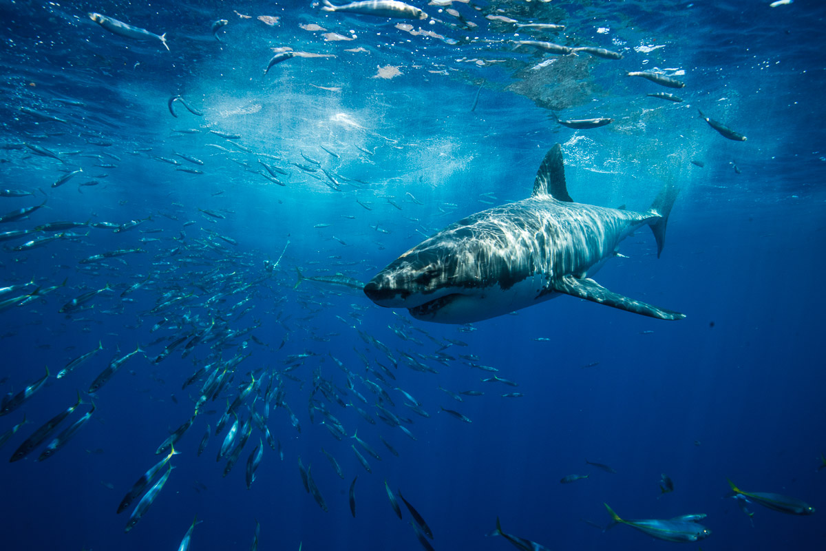 Guadalupe Island Mexico Diving Shark